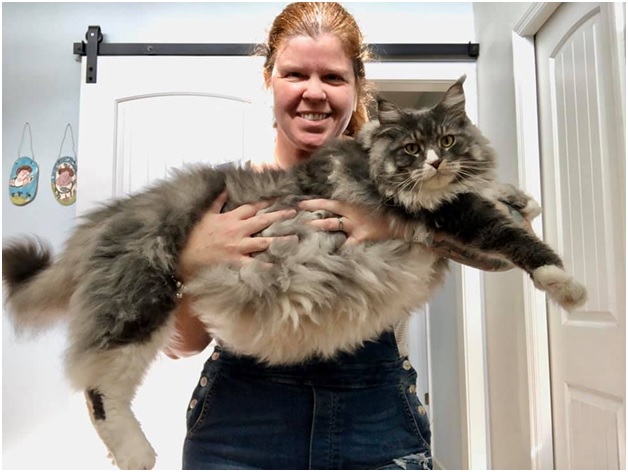 Maine Coon