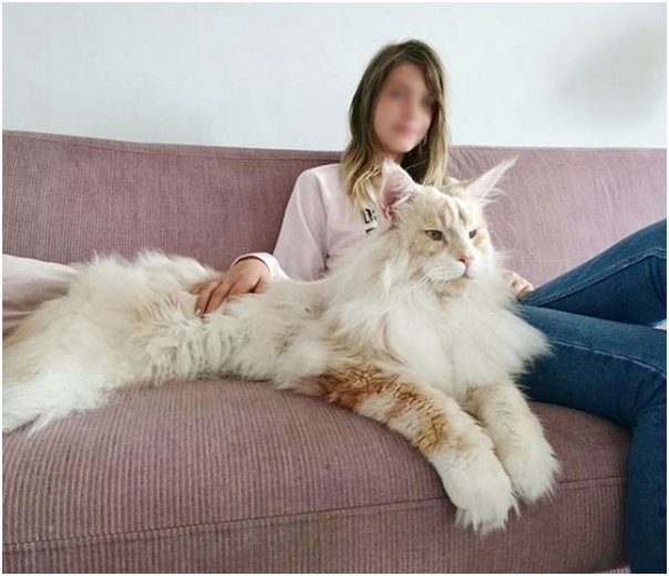 Maine Coon