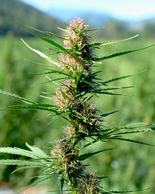 CBD and CBN Oil