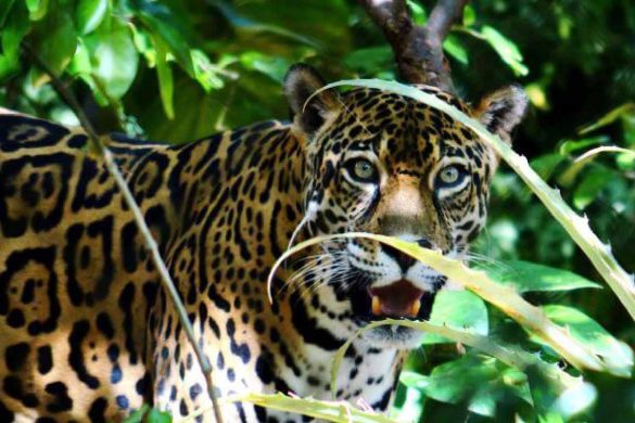 link gacor centrorescatelaspumas.org